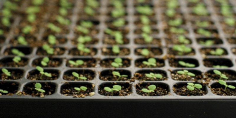 Seed Starting Class Seed Starting Class